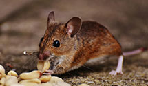 24 Hour & Emergency Exterminators in Pleasant Hill, KY